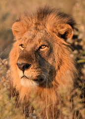 Sunrise Lion Portrait