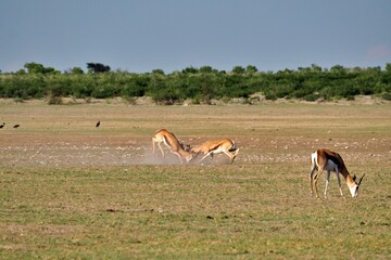 Naklejka na ściany i meble Springbok fight in Central Kalahari