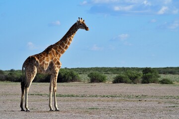 Lone giraffe looking into the Kalahari distance, Botswana