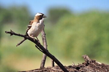 White-browned sparrow-weaver in the Kalahari, Botswana