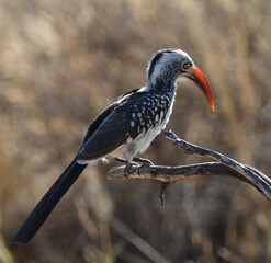 Red-beaked Hornbill in the Okavango Delta