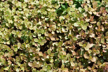 Sedum spurium or decorative ground cover plants in the sun