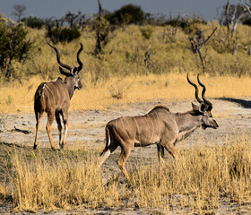 Naklejka na ściany i meble Two Kudus in the Okavango Delta