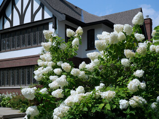 Large bush of white hydrangea flowers, blooming in late summer