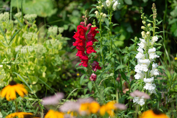 Fototapeta na wymiar red and white Antirrhinum majus or snapdragons in a sunny garden at the park