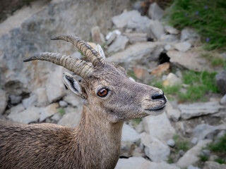 Close up of a female ibex - 636463577