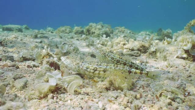Pair of Slender Lizardfish or Gracile lizardfish (Saurida gracilis) lies on rocky seabed covered with leafy rolled-blade alga (Padina boergesenii) on sunny day in sun rays, slow motion