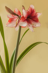 Bloom red and white Amaryllis (Hippeastrum)  "Charisma"