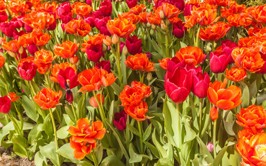 Obraz premium Blooming tulips in a flower bed in the park
