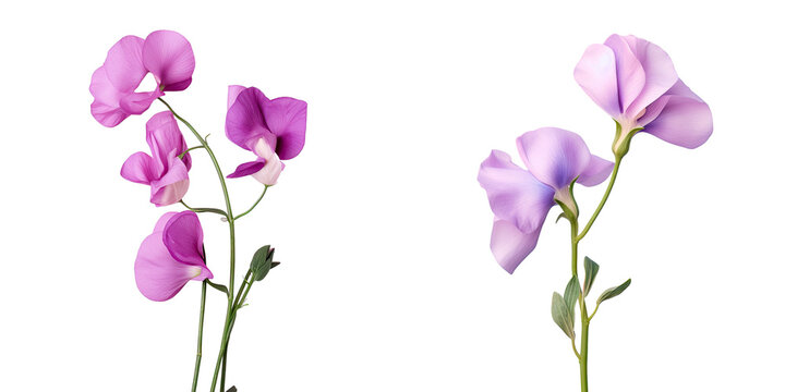 Isolated sweet pea flower on transparent background