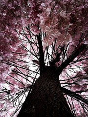 Sakura trees in Japan. Taken when the Sakura trees have not yet fallen.
