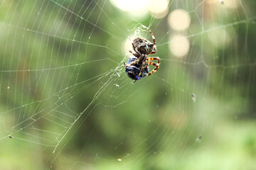 Background of the autumn forest: a large spider holds a fly among the cobwebs, close-up