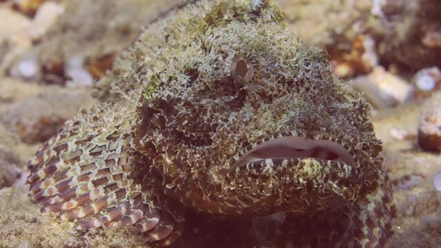 Close up portrait of Bearded Scorpionfish (Scorpaenopsis barbata) lies near stone on seabed in bright sunlight, front side
