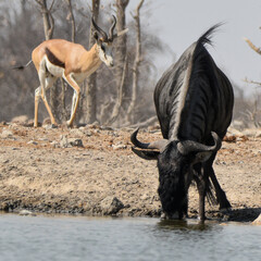 Springbok and Wildebeest