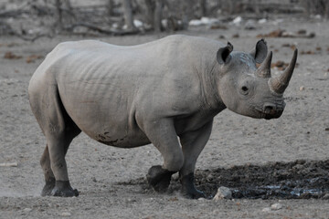 Naklejka premium Black Rhino Full Profile