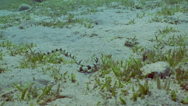 Harlequin Snake Eel (Myrichthys colubrinus) crawls along sandy bottom covered with green sea grass in daytime, Slow motion