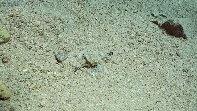 Common Seamoth, Little Dragonfish or Short Dragonfish (Eurypegasus draconis) walking on sand bottom on sunny day in sun glare, slow motion