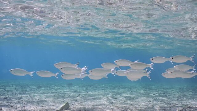 Shoal of Barred flagtail, Fiveband flagtail or Five-bar flagtail (Kuhlia mugil) floats in blue water over sandy-stony bottom on sunny day in sunburst, Slow motion