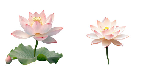 transparent background with a solitary lotus flower
