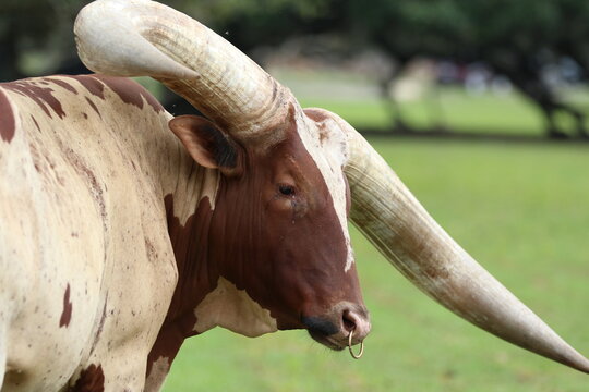 large Ankole-Watusi seen at a local safari