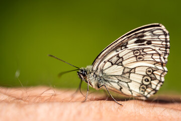 Obraz premium butterfly is on man's arm. Melanargia galathea, the marbled white, is a medium-sized butterfly in the family Nymphalidae