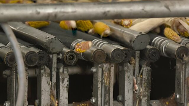 Seasonal corn harvest. Fresh corn on conveyor belt at the factory, processing of ripe cobs, food industry concept. Corn processing factory.