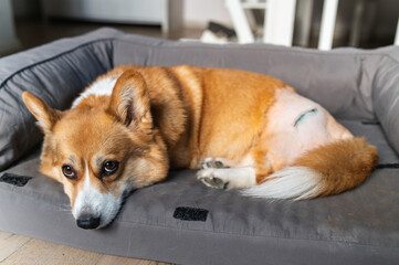 Sad dog after hip dysplasia , femoral head osteoctomy  (FOH) surgery