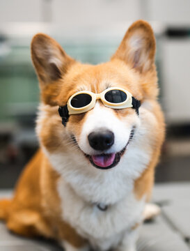 Happy dog during laser tera phy