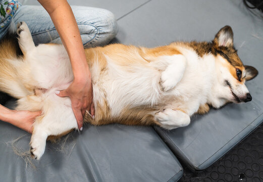 welsh corgi Pembroke dog during manual therapy