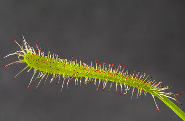 Naklejka premium Carnivorous plant Drosera capensis, known as Cape sundew in selective focus.