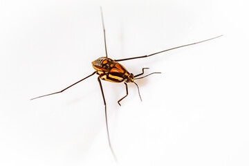 Aquatic insect of the gerridae family, known as tailors, Water Strider, and Jesus Bug and in Brazil they are called as water spider or Jesus insect, because they can walk on water.Tachygerris