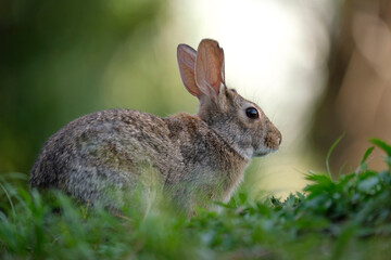 Grey small hare eating grass on summer field. Wild rabbit in nature