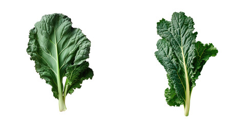 Italian kale leaves positioned on transparent background for composition