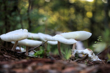 mushroom in the woods