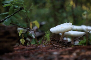 mushroom in the forest