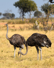 Ostriches in the Savanna