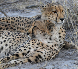 Cheetahs Relaxing