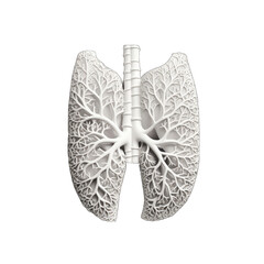 A detailed model of the lungs on a clean white background
