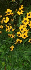 yellow flowers on a green background