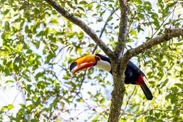 Toucan in a tree of the lush rain forest of the national park Iguazu Falls, one of the new seven natural wonders of the world - traveling and exploring South America and its wildlife