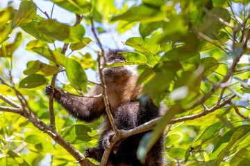 Monkey in a tree of the lush rain forest of the national park Iguazu Falls, one of the new seven natural wonders of the world - traveling and exploring South America and its wildlife