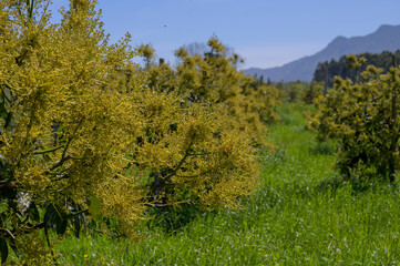 Seasonal blossom of evergreen avocado trees in April on plantations in Asturias, North of Spain
