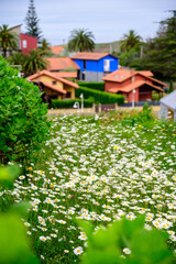 Nature spring background with blossom of white daisies flowers, green grass and colorful houses