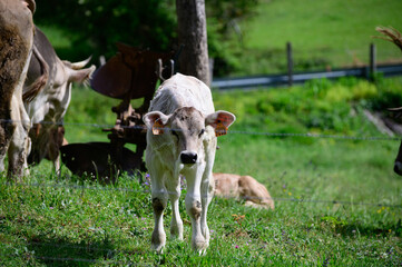 Brown Cantabrian cows grazing on pasture, Liebana Valley, Cantabria, Spain
