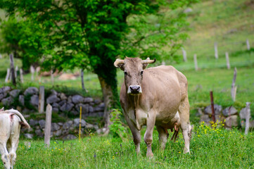 Naklejka na ściany i meble Brown Cantabrian cows grazing on pasture, Liebana Valley, Cantabria, Spain