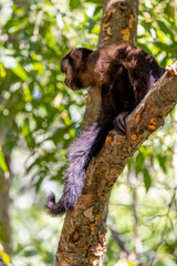 Monkey in a tree of the lush rain forest of the national park Iguazu Falls, one of the new seven natural wonders of the world - traveling and exploring South America and its wildlife