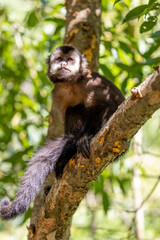Monkey in a tree of the lush rain forest of the national park Iguazu Falls, one of the new seven natural wonders of the world - traveling and exploring South America and its wildlife