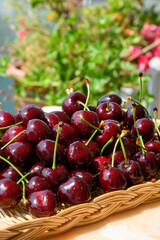 New harvest of fresh ripe dark red cherry berry in Provence, France close up