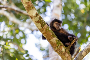 Monkey in a tree of the lush rain forest of the national park Iguazu Falls, one of the new seven natural wonders of the world - traveling and exploring South America and its wildlife