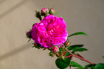Blossom of pink rose flowers growing in castle garden in Provence, France, in sunny day